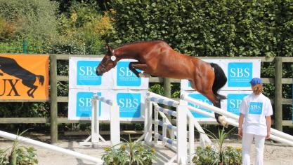 I Am du Haut du Roy (Silver Deux de Virton x Chellano Z), zesde bij de driejarigen in Libramont 2017. Geselecteerd voor het BK in 4- jarigen in Gesves dit jaar.