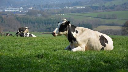 36 tot 38
% van het geheel aan cultuuropppervlakte in Vlaanderen is grasland. Gras blijft dus een belangrijke teelt in ons land.