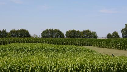 In grote delen van Europa staan graanoogsten door droogte onder druk.
