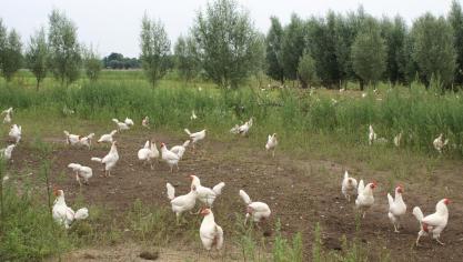 Newcastle disease is een bedreiging voor pluimvee, maar de mens is niet gevoelig voor de ziekte. De consumptie van eieren, kippenvlees en kippenproducten vormt dan ook geen enkel risico.