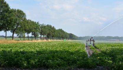 Beregening is vanwege het te lage waterpeil op veel plaatsen aan banden gelegd.