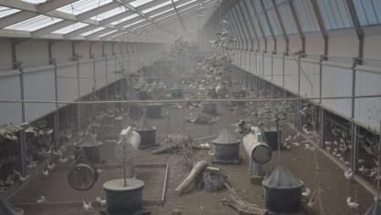 De stal is als een soort kippenspeelplaats ingericht. Ook buiten liggen grote takken om kippen beschutting te bieden.