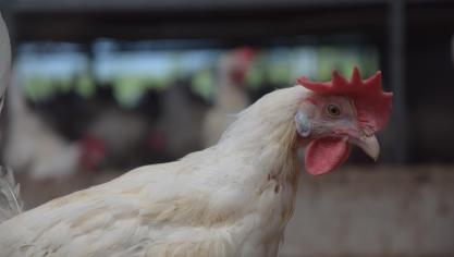 Minister Weyts wil het dierenwelzijnsniveau in de legpluimveehouderij verhogen.