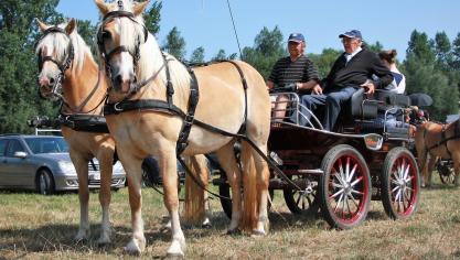 De oudste deelnemer - Nestor, 92 jaar - op de ledendag van de Vlaamse Haflingerclub.