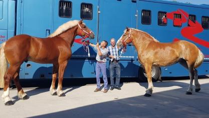 Twee Vlaamse Paarden vóór hun vertrek naar China.