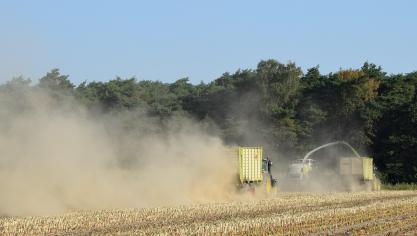 In sommige regio’s is men bezig met de ‘noodoogst’ van snijmaïs.