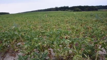 De aardappelen hebben dit jaar veel te lijden onder extreme hitte en droogte.