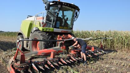Dorre bladeren verwijdert hakselaarchauffeur Koen Theuwissen om brand te vermijden alvorens messen te slijpen;