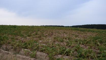 Het aardappelgewas lijdt hard onder de droogte, de kans op doorwas is groot geworden.