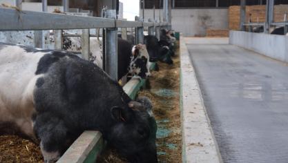 Adriaens werd zwaar geraakt door het Veviba-schandaal, al had het slachthuis met de vermeende misstanden niks te maken.