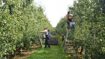 De appel-en perenteelt gaat gebukt onder areaalgroei in Oost-Europa en de Russische sancties, aldus Boerenbond en NFO.