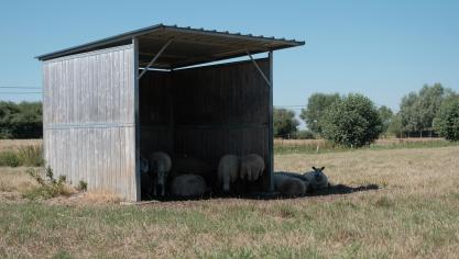 Wolven doodden veel meer schapen in Nederland.