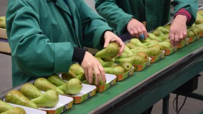 Seizoensarbeiders spelen een cruciale rol bij de oogst en eerste verwerking van groenten en fruit.