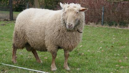 De voedingstoestand van een schaap kan men inschatten door een body conditie score (BCS) toe te kennen.