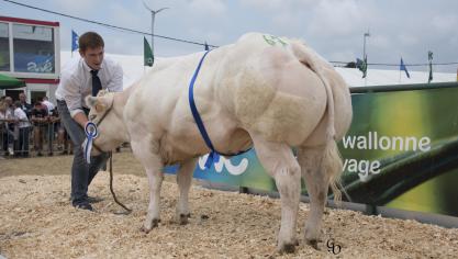 Cagnotte de Centfontaine (Tatayet X Kimono), reekswinnaar jonge vaarzen. Eig.: Ma Houx S.A. (Benoît), Pailhe.