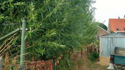 Overhangende takken mogen bijgesnoeid worden.