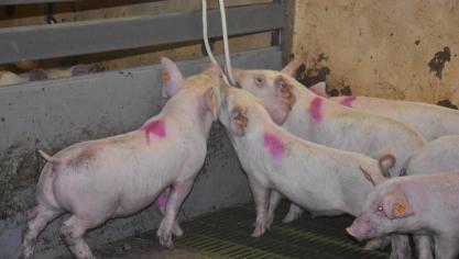 Het is van belang dat er voldoende materiaal aanwezig is, zodat alle varkens er toegang toe hebben.