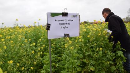 Het budgetmengsel onder de budgetmengsels is de  combinatie raapzaad en gele mosterd , aldus Coopman.