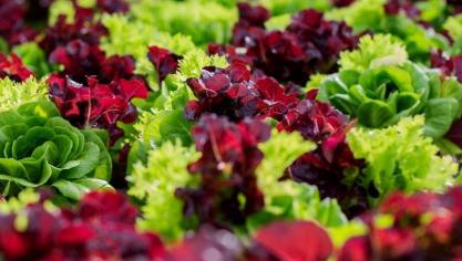 kropsla kan nog buiten gezaaid worden tot 20 augustus