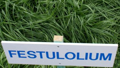 Onderzoekers proberen het beste van de twee werelden te combineren door Lolium typen  te kruisen met festuca’s, waardoor men Festulolium creëert.