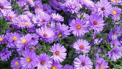 Aster novi-belgii 'Coombe Rosemary' bloeit rijkelijk met paarse bloemetjes.