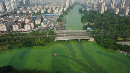 cyanobacteria-2320776_1920