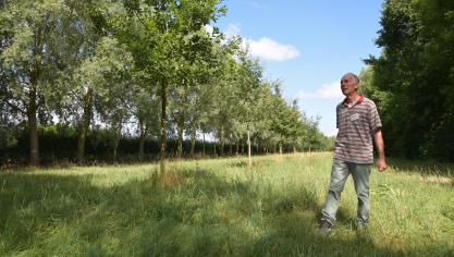 Tussen de wintereiken liggen mooie, groene grasstroken, ondanks de droogte.