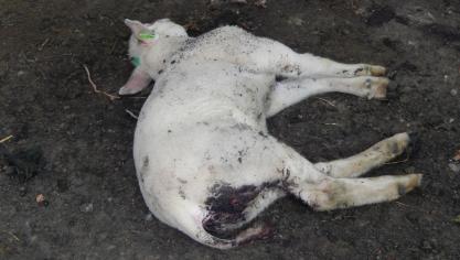 Coccidiose is als een sluipschutter, die de relatief jonge lammeren onverwachts  maar ernstig aanvalt.