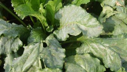 cercospora