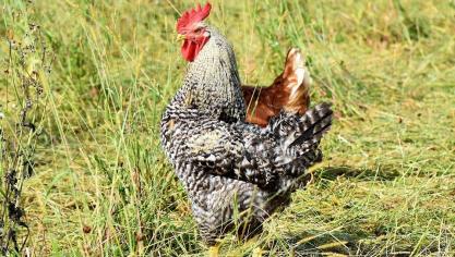 De versoepeling voor hobbykwekers om opnieuw te mogen deelnemen aan niet-commerciële verzamelingen is uitsluitend toegelaten wanneer aan volgende strikte voorwaarden is voldaan.