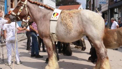 Agri – Lotte van de Boterhoeve, eerste prijs bij de merries van 4 jaar. Eig.: Luc & Ignace Imschoot, Beervelde.