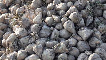 De Tiense Suikerraffinaderij domineert samen met Iscal de suikerverwerking in België.