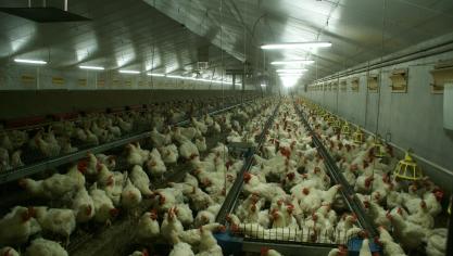 De meeste vogelgriep is voor mensen ongevaarlijk, maar de H5N1-variant is dat wel.