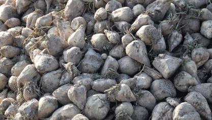 De Tiense Suikerraffinaderij verwerkt samen met Iscal het grootste deel van de Belgische bieten.