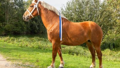 N.B. Chiefs Daisy, eerste bij de merries van 7 jaar. Eig.: Marc Mahieu uit Waasten.