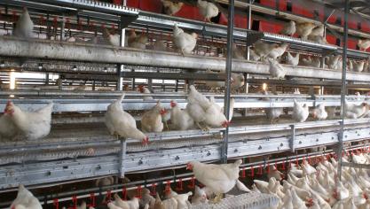 Newcastle-disease is gevaarlijk voor de pluimveehouderij.