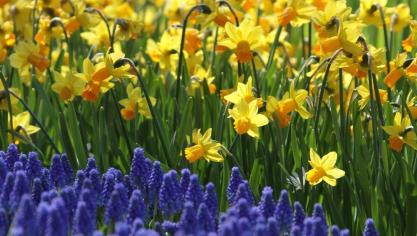 plant nu het voorjaar