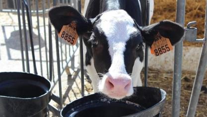 Melk verstrekken aan kalveren is een arbeidsintensief en repetitief werk, waarbij je toch voldoende alert moet zijn.