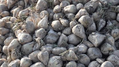 De mondiale suikerprijs daalde in augustus naar een dieptepunt.