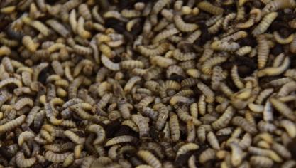 Larven van de soldatenvlieg groeien goed op afvalstromen uit land- en tuinbouw.