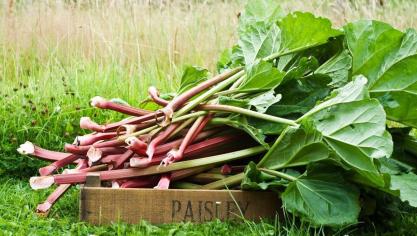 Rabarber, een makkelijk te kweken plant met een rijke oogst.