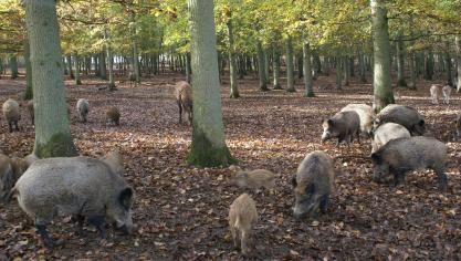 Het Algemeen Boerensyndicaat wil dat de jacht op everzwijnen wordt geopend, maar sommige wetenschappers vinden dat een slecht idee.