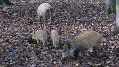 Wetenschappers waarschuwden al dat een algemeen afschot van everzwijnen de zaak erger zou kunnen maken.