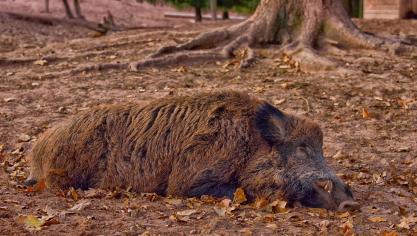 wild-boar-3635108_1920