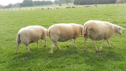 Traditioneel vindt het dekken in het najaar plaats en het lammeren in het voorjaar.