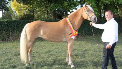 De vijfjarige Awreja van ‘Stal von Hafling’ werd in Wiekevorst nationaal Haflinger kampioene. Eig.: Dirk Moerman uit Assenede