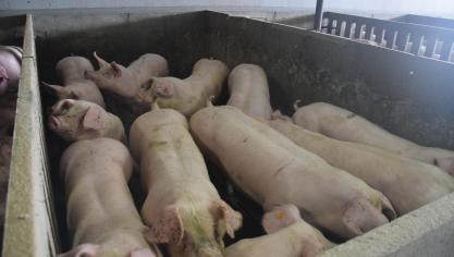 DGZ adviseert tijdens de warmste uren van de dag transport, laden of lossen van vleesvarkens te vermijden.