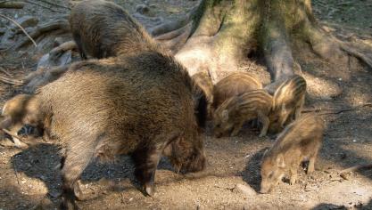 Afrikaanse varkenspest is gevonden bij everzwijnen, maar nog niet in de varkenshouderij. Toch sloten al diverse landen hun grenzen voor Belgisch varkensvlees.