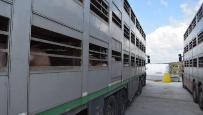 Febev ziet ook onze buurlanden moeilijk doen over Afrikaanse Varkenspest, al dan niet uit louter commerciële motieven.