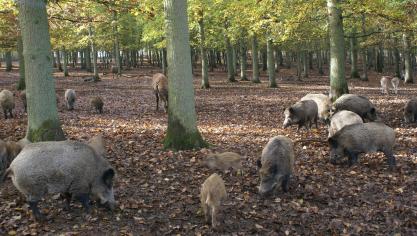Afrikaanse varkenspest is vooralsnog alleen gevonden bij everzwijnen.